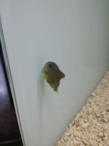 ダンゴ(4) 『ダンゴ(4)』の画像