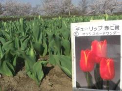 オックスフォード オックスフォード