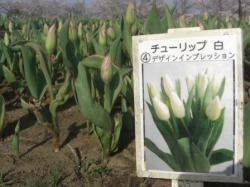 デザイン デザイン
