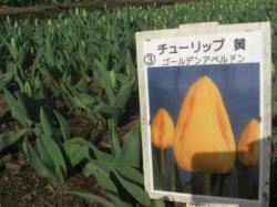 ゴールデン ゴールデン