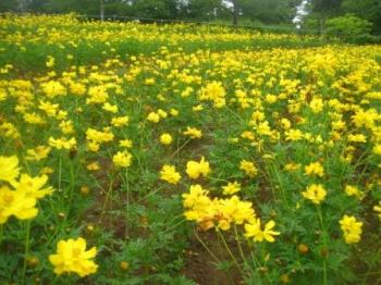 黄花 黄花