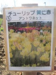 アントワネット アントワネット