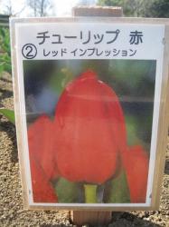 レッドインプレッション レッドインプレッション