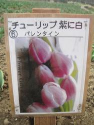 バレンタイン バレンタイン