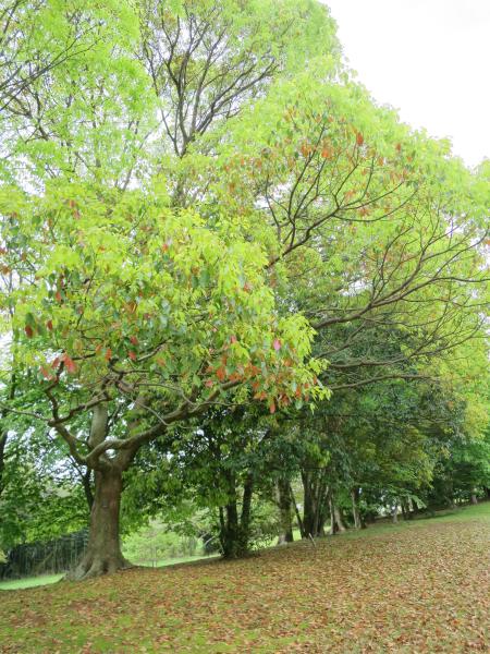 クスノキ　令和7年4月26日撮影　広場　古い葉が紅葉し、落葉しています。落ち葉がたくさんあるのがわかります。   枝の先には黄緑色の新しい葉が付き、色とりどりになっています。