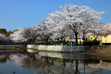 画像:乙戸沼公園（桜）