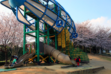 画像:霞ヶ浦総合公園（桜）