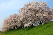 画像:桜川堤（桜）
