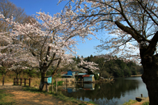 画像:宍塚大池（桜）