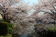 画像:新川堤（桜）