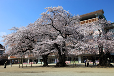 画像:真鍋小学校（桜）