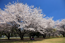 画像:神立公園（桜）