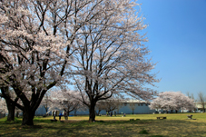 画像:中貫公園（桜）