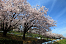 画像:土浦三高（桜）