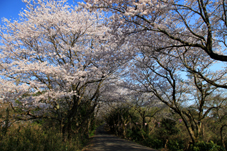 画像:竜ヶ峰（桜）