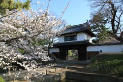 土浦の桜（亀城公園）