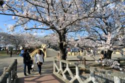 土浦の桜（乙戸沼公園）