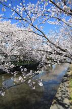 土浦の桜（新川）