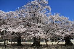 土浦の桜（真鍋小学校）