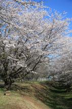 土浦の桜（神立公園）