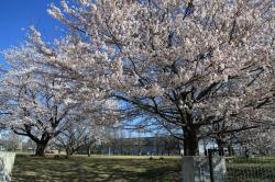 土浦の桜（中貫公園）