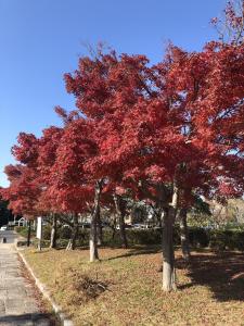 2018.12.9紅葉2