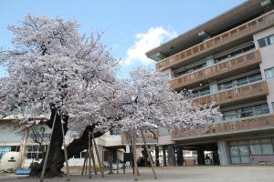 真鍋の桜