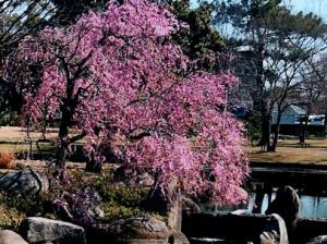 【ﾚｽﾄﾊｳｽ画像】ﾚｽﾄﾗﾝﾌﾛｱ枝垂桜