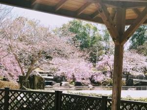 【ﾚｽﾄﾊｳｽ画像】BBQ炉桜