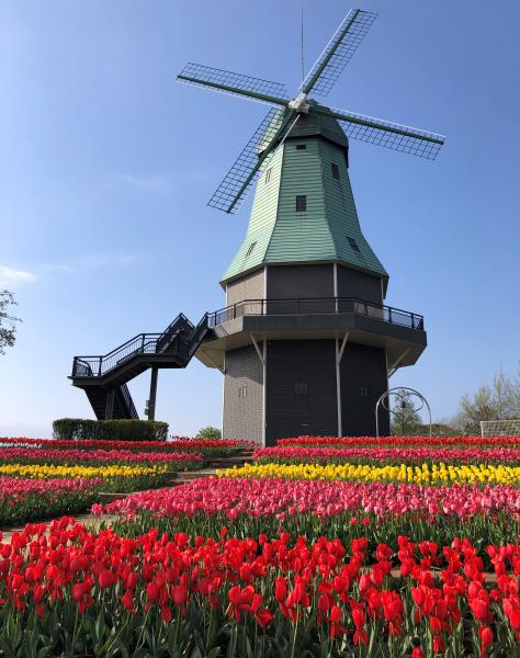 霞ケ浦総合公園内 お花の開花情報 令和3年4月8日現在 土浦市公式ホームページ 霞ケ浦総合公園内 お花の開花情報 令和3年4月8日現在 土浦市公式ホームページ