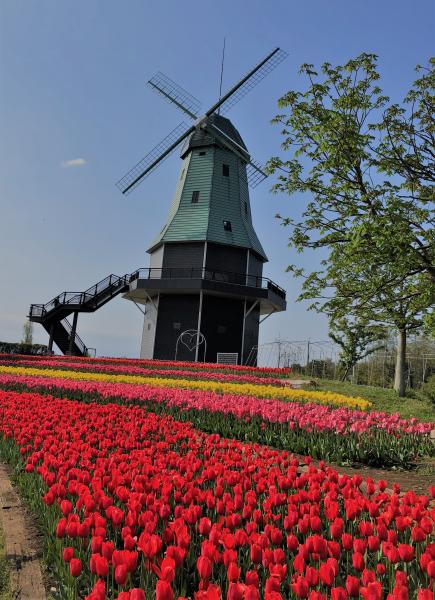 霞ケ浦総合公園内 お花の開花情報 令和3年4月8日現在 土浦市公式ホームページ 霞ケ浦総合公園内 お花の開花情報 令和3年4月8日現在 土浦市公式ホームページ