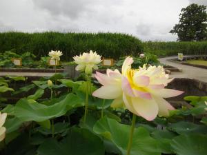 R3.6.20花蓮5