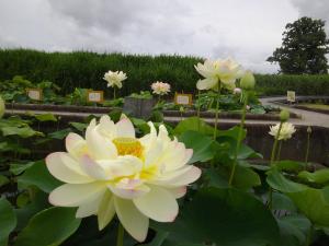R3.6.20花蓮6