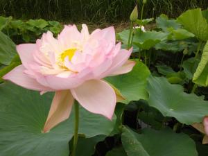 R3.6.20花蓮8