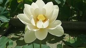 霞ヶ浦総合公園の 蓮 ハス の花 開花状況について 土浦市公式ホームページ 霞ヶ浦総合公園の 蓮 ハス の花 開花状況について 土浦市公式ホームページ