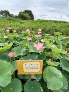 R3.6.20花蓮9