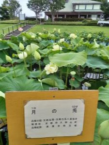 R3.6.20花蓮12