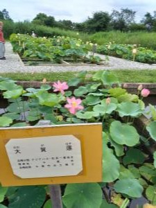 R3.6.20花蓮13