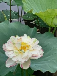 R3.6.20花蓮14