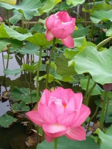 R3.6.20花蓮15