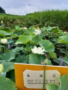 R3.6.20花蓮16