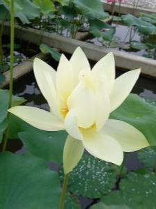 R3.7.6花蓮2