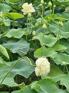 R3.7.6花蓮5
