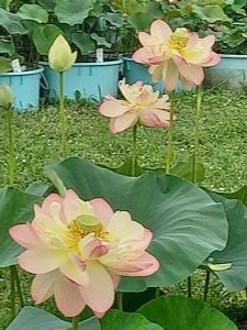 R3.7.6花蓮6