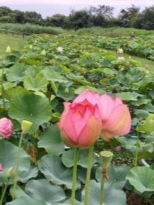 R3.7.6花蓮7