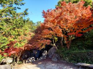 公園内「紅葉」情報（今年の紅葉）  土浦市公式ホームページ