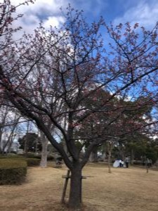R4.3.6さくら