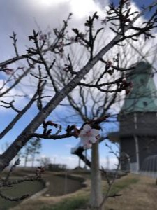 R4.3.6熱海桜