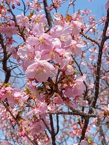 r4.3.13河津桜