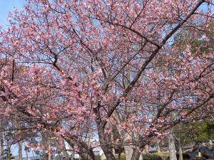 ｒ4.3.12河津桜2